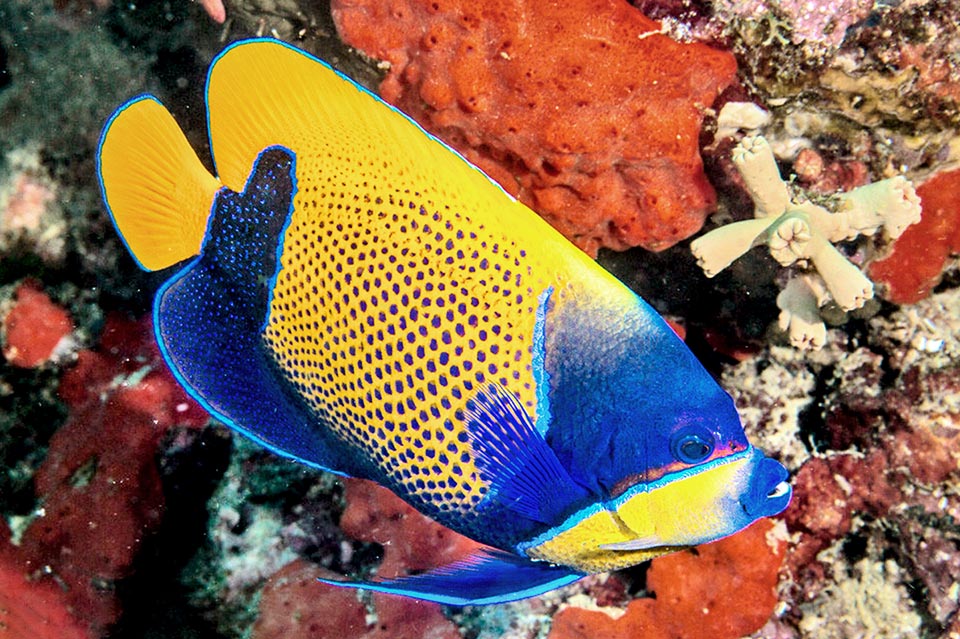 Pomacanthus navarchus supera di rado i 26 cm. Il corpo è piatto, quasi rettangolare, a parte il muso allungato per frugare fra le madrepore in cerca di cibo