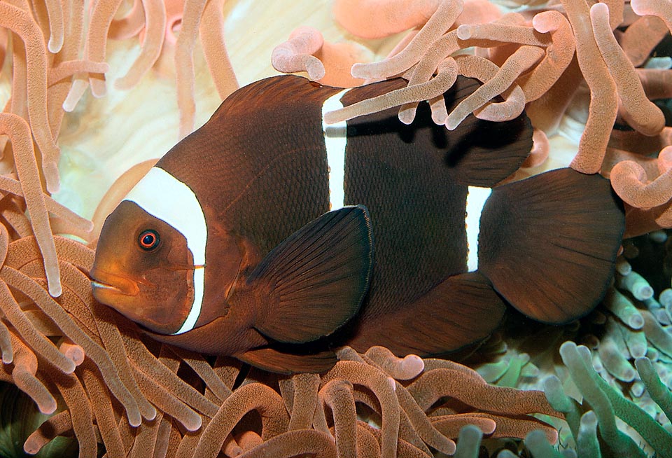 Premnas biaculeatus, Poisson-Clown à joues épineuses