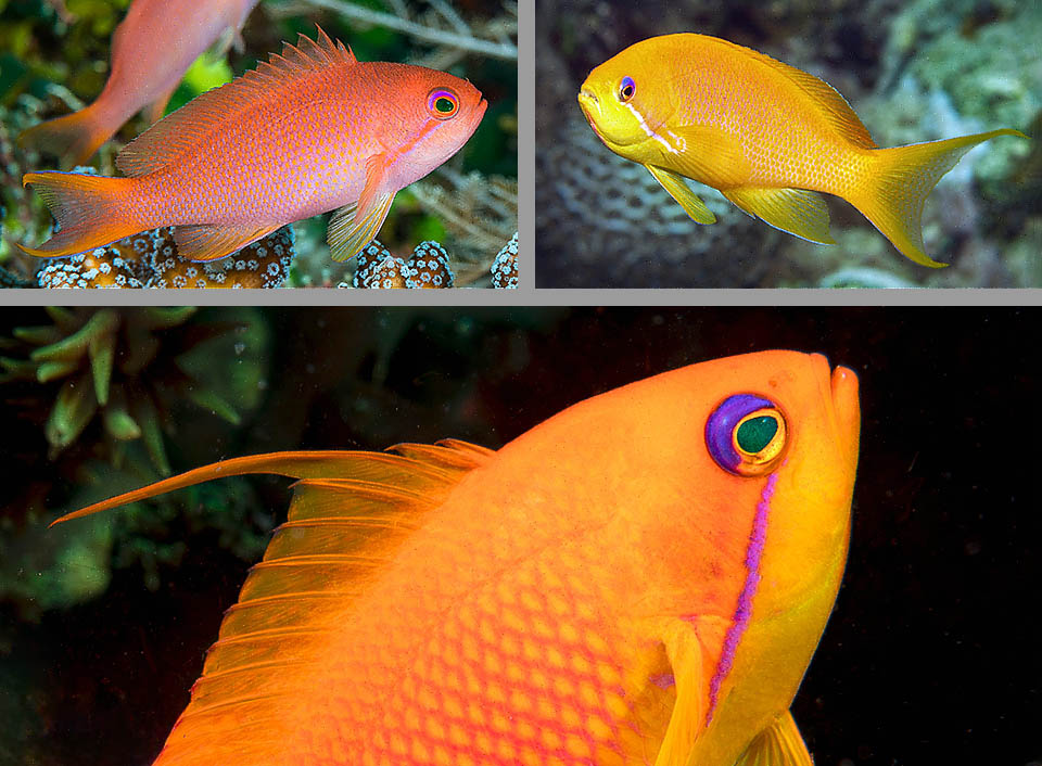 Pseudanthias squamipinnis