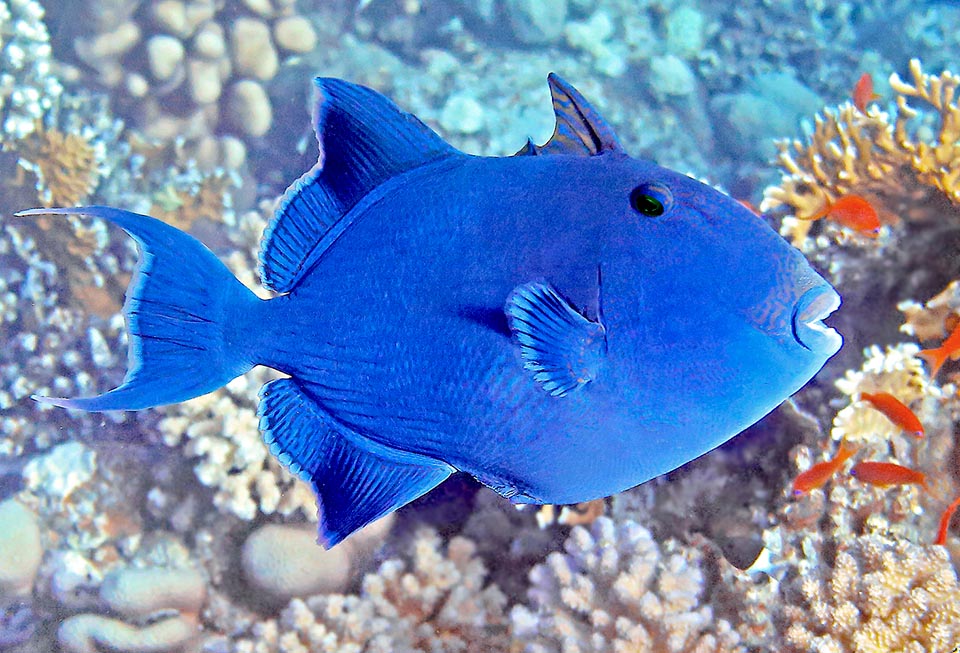 Pseudobalistes fuscus, Balistidae, Baliste jaune et bleu 