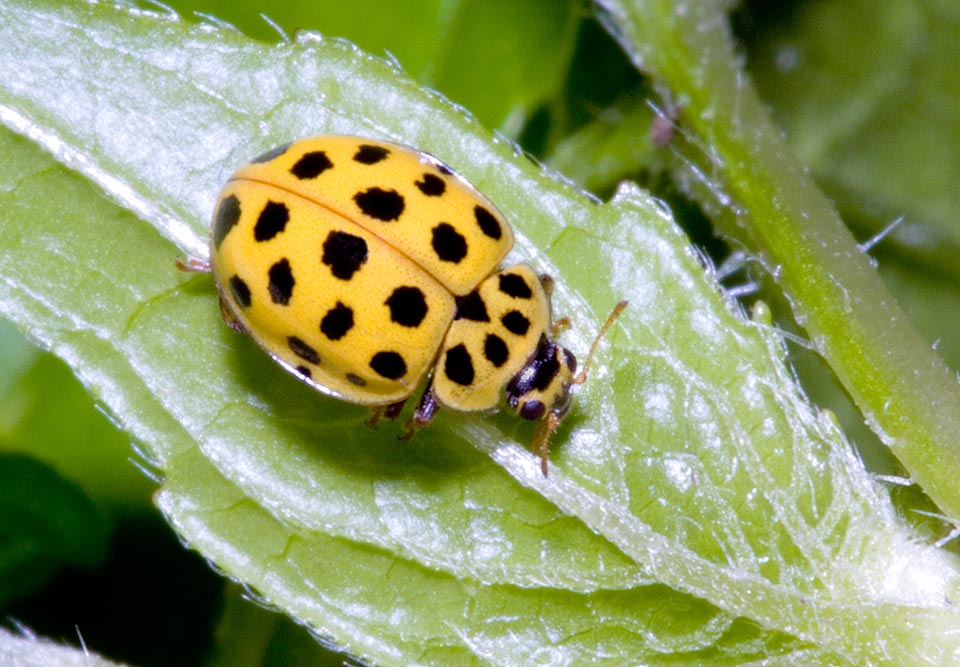 Psyllobora vigintiduopunctata, Coccinellidae, Coccinelle à 22 points