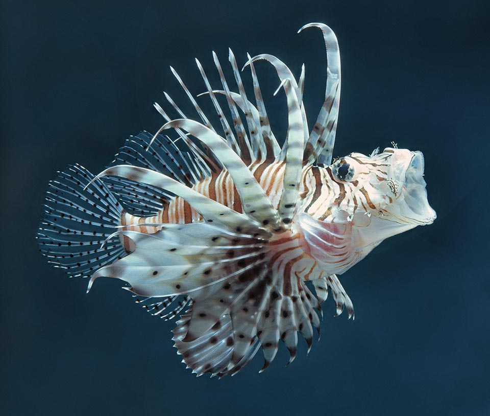 Pterois volitans bocca protrattile.