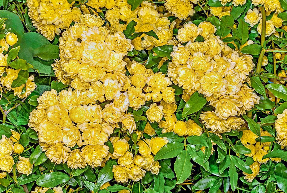 Rosa banksiae var. lutea per la gran quantità di fiori, anche se praticamente inodori, e per l’aggraziato fogliame lucido è considerata una varietà molto decorativa.