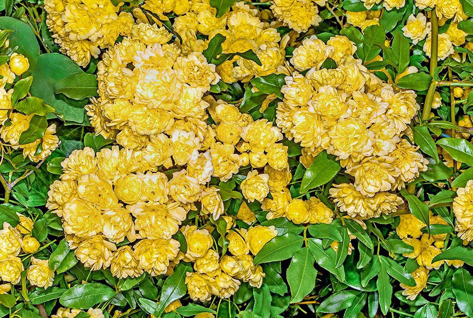  Rosa banksiae var. lutea is considered a very decorative variety due to the great quantity of flowers, though scentless and to the pretty glossy foliage.