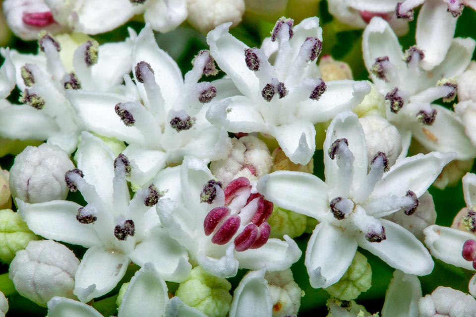 Sambucus ebulus