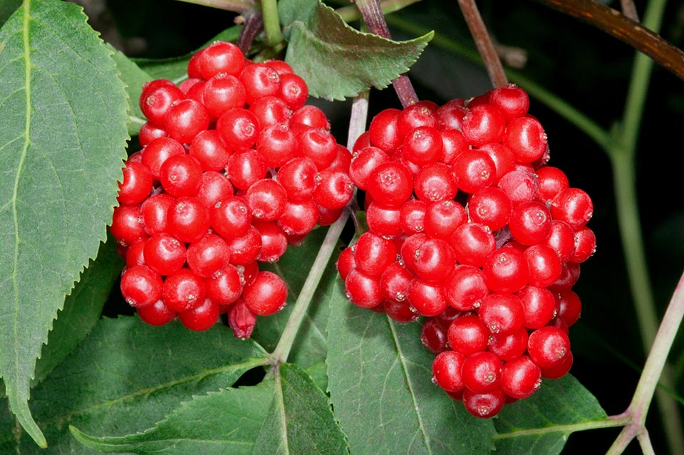 Sambucus racemosa