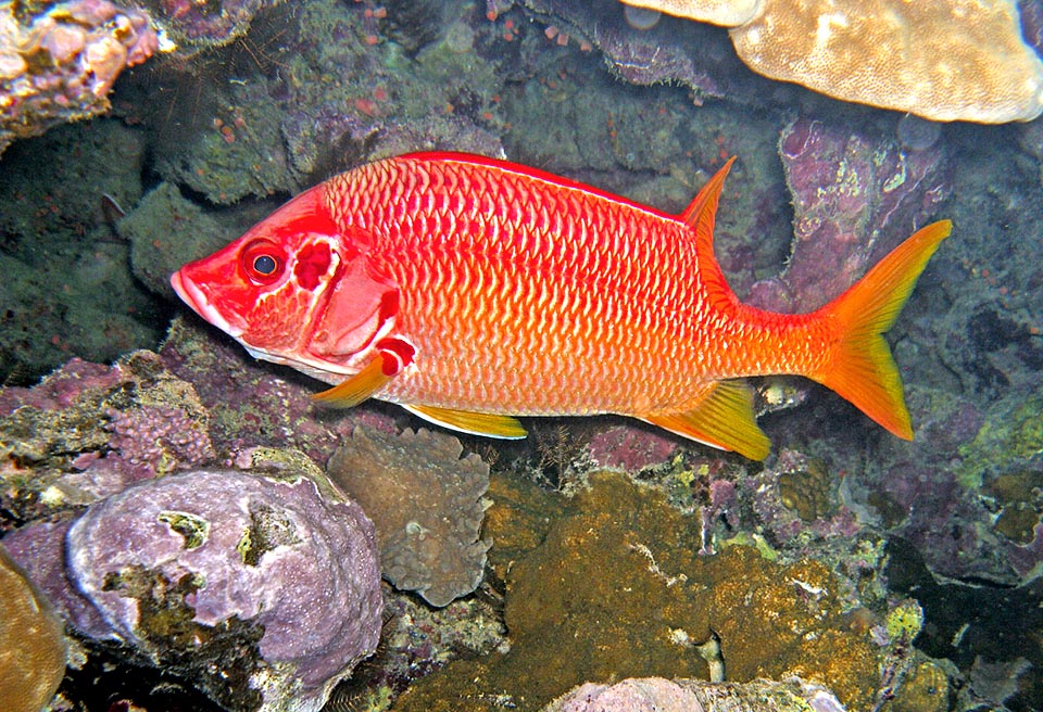 Sargocentron spiniferum, Holocentridae, Poisson-écureuil géant