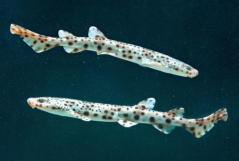 In juveniles Scyliorhinus stellaris the starred pattern of the scientific name is more evident. Upon birth they already measure 10-16 cm and may live even 19 years.