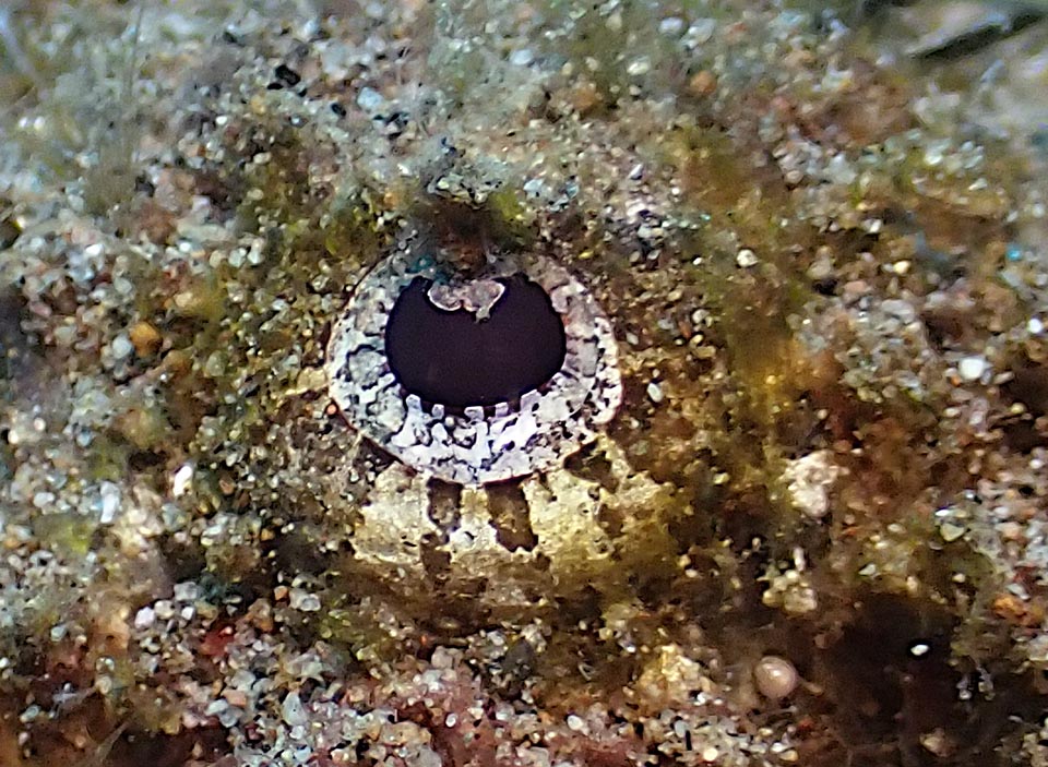 La pelle di Synanceia verrucosa secerne un muco appiccicoso, che cattura aumentando il mimetismo frammenti di coralli ed alghe, e l’occhio vigile sorveglia anche i movimenti dei crostacei.