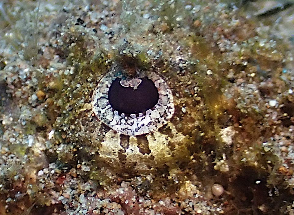 The skin secretes a sticky mucus that seizes, increasing the mimicry, fragments of corals and weeds, and the vigilant eye surveys also the movements of the crustaceans.