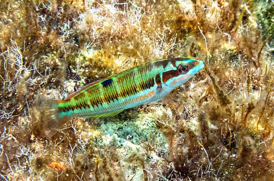 This spot remains also in the following juvenile livery. Here are taking form the 5 characteristic pale bands, but are missing the elegant drawings of the head.