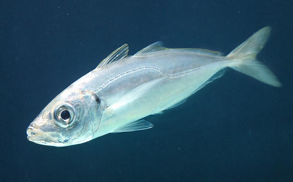 Trachurus trachurus tiene dos líneas laterales, órganos sensoriales importantes para nadar sincronizado con sus compañeros. Una dorsal y la segunda en los costados, blindada con escudos defensivos espinosos