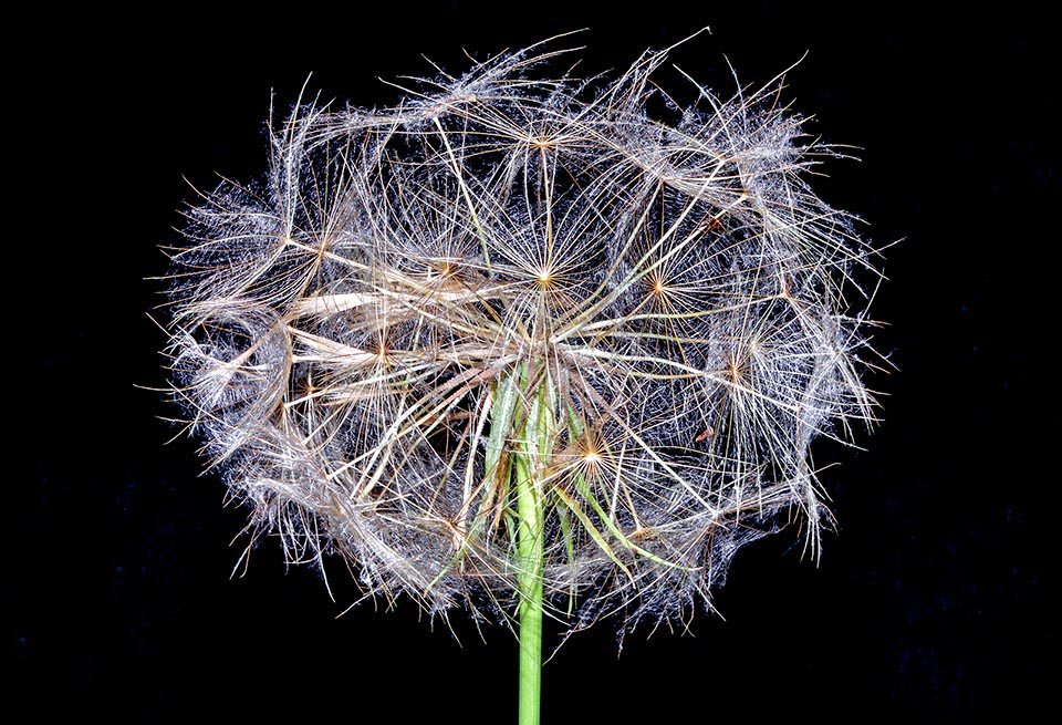 Tragopogon porrifolius, Asteraceae, salsifí, barba cabruna, hierba del costado