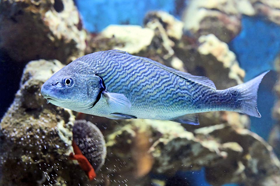 Umbrina cirrosa peut atteindre 12 kg et 1 m de long mais se limite généralement à 70 cm. Les traits obliques de la livrée et la bande noire à côté de l'opercule sont caractéristiques.