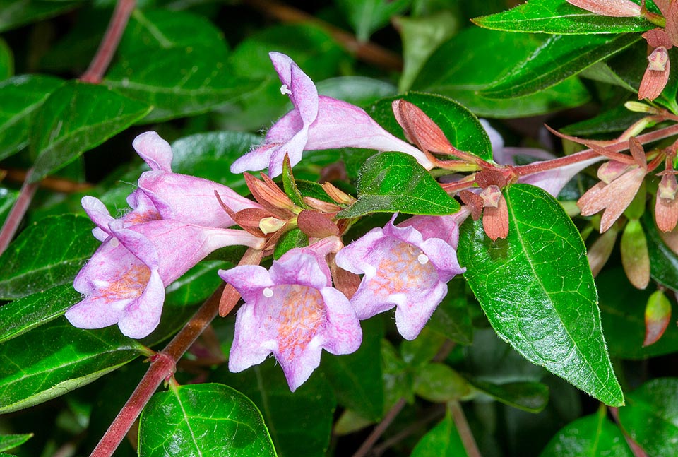 Abelia × grandiflora