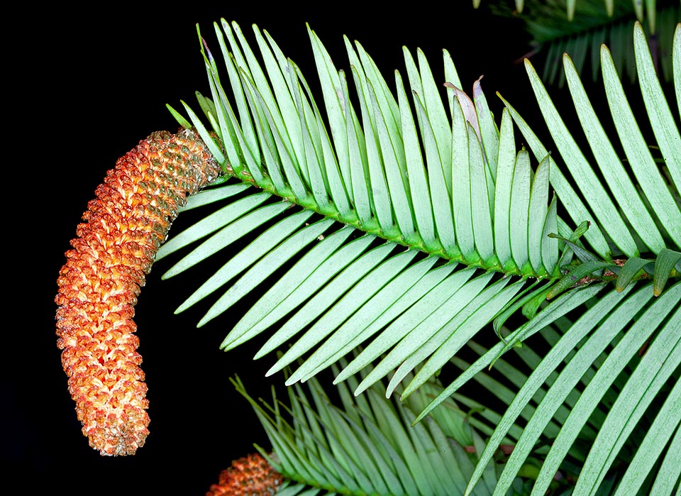 Familia Araucariaceae, Wollemia nobilis