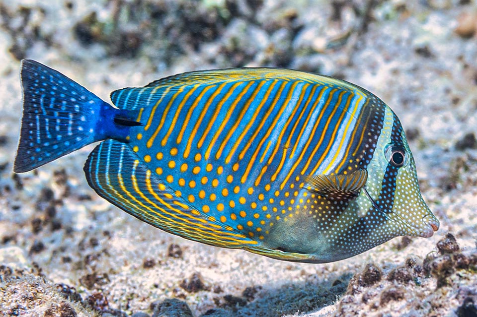 Protected by a fanciful camouflage livery, Zebrasoma desjardinii can be found in the madreporic formations and along rocky coasts rich in weeds, usually in the first 25 m of depth.