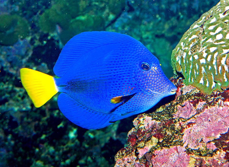 Zebrasoma xanthurum est par ailleurs un paisible herbivore. Quand il est dérangé, il déploie simplement ses nageoires dorsale et anale pour paraître plus grand et intimider les importuns.