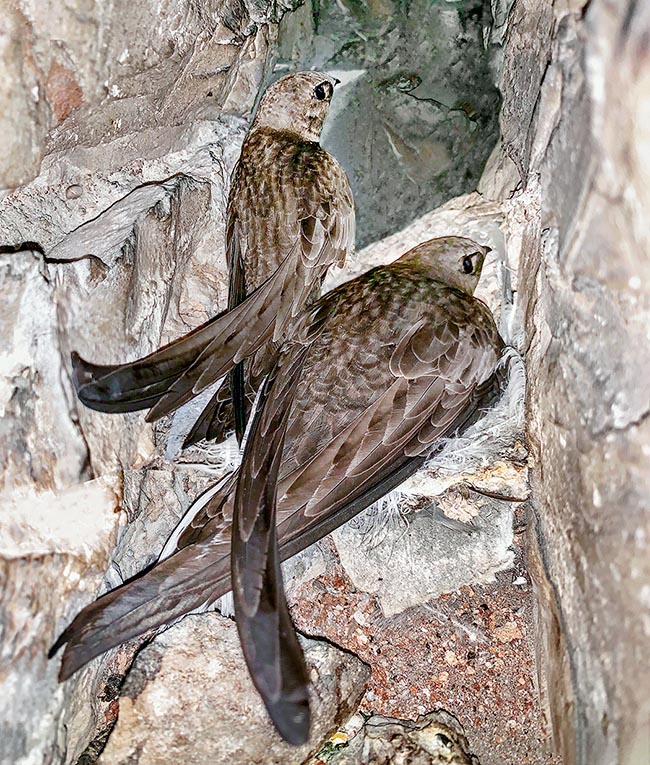 Apus pallidus, Apodidae, Martinet pâle, incubation