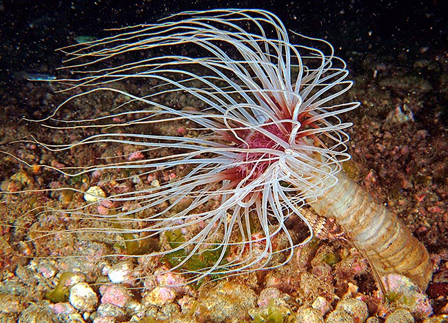 Cerianthus membranaceus, Anthozoa, Hexacorallia