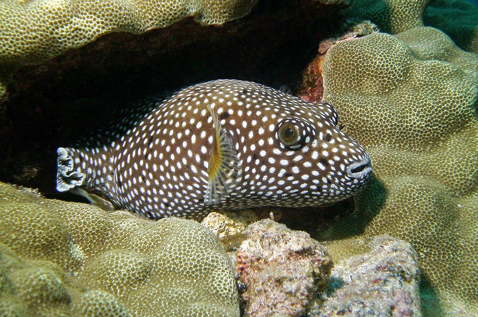 Anche il regime alimentare è simile: crostacei, molluschi, spugne, ricci ed alghe ma con una spiccata preferenza per i polipi delle madrepore che sbriciola senza ritegno