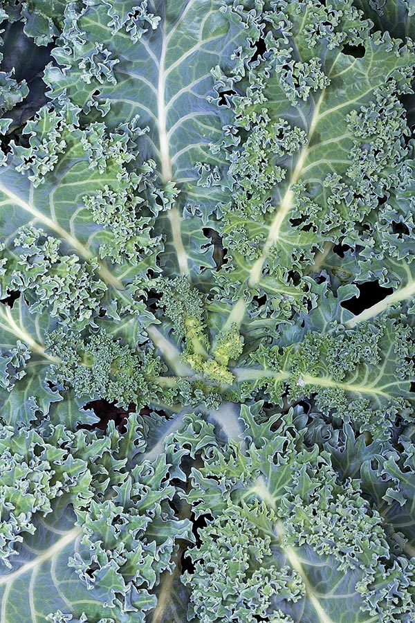 La insólita col rizada, comestible, también llamada escocesa, pertenece al mismo grupo. Rica en vitaminas, minerales y preciados antioxidantes merecería una mayor difusión © Giuseppe Mazza