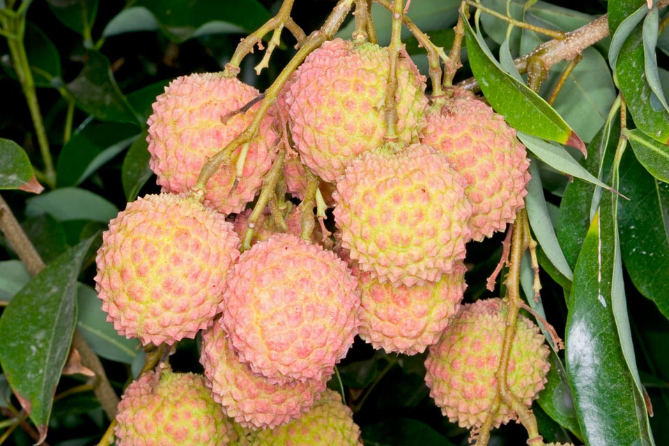 Variété 'Kwai Mi Pink'. La coque des fruits de Litchi chinensis est mince, coriace et facilement pelable, irrégulièrement recouverte de tubercules © Giuseppe Mazza