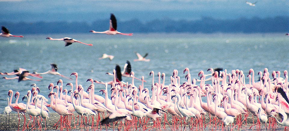 Colony of Phoeniconaias minor at Nakuru Lake, Kenya. For living needs very alkaline waters where the Arthrospira platensis abounds, an alga base of its diet © G. Mazza