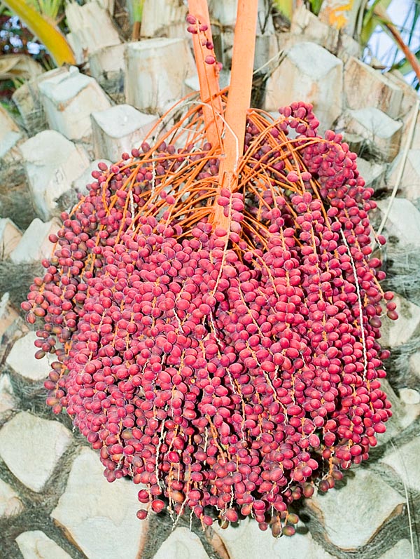 Il existe aussi des individus insolites aux fruits de couleur brun rougeâtre, très visibles, qui sont considérés comme des variétés par certains et comme des hybrides par d’autres © Giuseppe Mazza