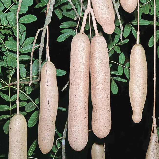 Les curieux fruits qui ont donné à la plante le nom d'arbre à saucisses ne sont pas comestibles. Vertus médicinales © Giuseppe Mazza