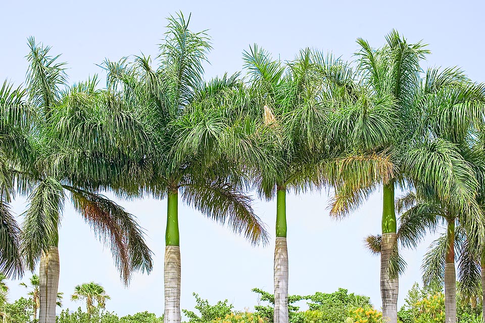 Arbre national de Cuba la Roystonea regia pousse aussi en Floride, Mexique, Belize, Honduras, Bahamas et îles Caïmans. On le reconnaît au premier coup d'oeil à sa base foliaire lisse, de couleur vert clair et brillante, qui entoure entièrement le tronc sur une hauteur de 1,5 m à 2m en formant une sorte d'élégant chapiteau caractéristique © Giuseppe Mazza