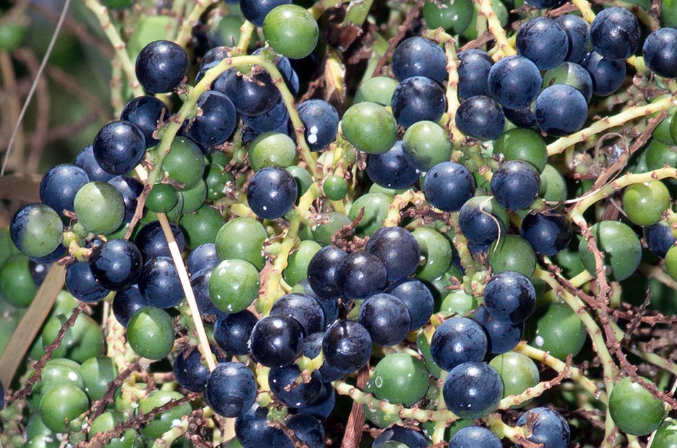 Les fruits, de 8 à 14 mm de diamètre, sont noirs à maturité et les graines germent en 1 à 2 mois. L'apex végétatif est comestible mais ensuite la plante meurt © G. Mazza