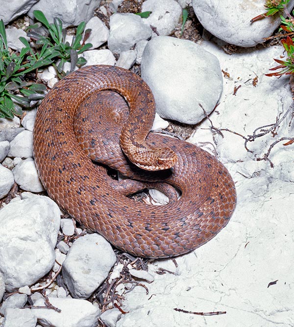 La librea de la Vipera berus es muy variable. La de este ejemplar es casi uniformemente rojiza, con el característico dibujo oscuro dorsal en zigzag solo marcado en torno a la cabeza © Giuseppe Mazza