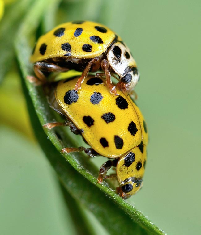 Psyllobora vigintiduopunctata, Coccinellidae, Coccinella gialla