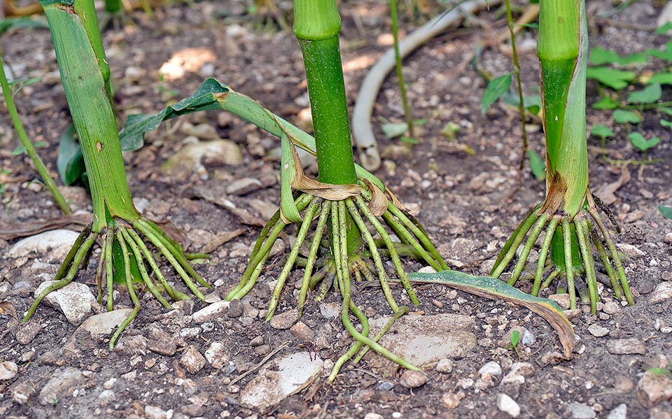 Like in the bamboo, the stem has nodes and internodes. Each node has one single leaf and the leaves are alternate on two rows. The basal node develop adventitious roots 