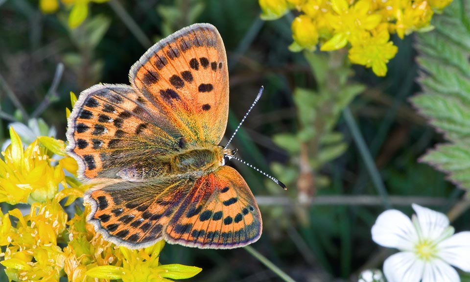 The Lycaena virgaureae lays eggs under the host plants leaves or close to them. Unlike to what happens for most of Lycaenidae, these do not open at once, do not transform immediately in larvae, but wait for spring, spending whole the winter in the cold, often even frozen, even at 2000 m of altitude © Giuseppe Mazza