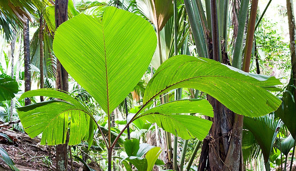 Chez les plantes jeunes le limbe foliaire est entier mais se divise ensuite irrégulièrement en fragments plus ou moins nombreux sous l'action du vent © Giuseppe Mazza