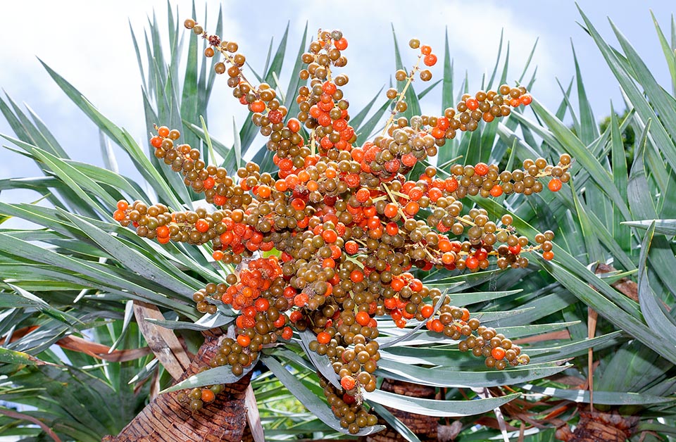 Les fruits sont des baies globuleuses de couleur rouge-orangé, d’environ 15 mm, contenant 1-2 graines globuleuses de 6-8 mm de diamètre © Giuseppe Mazza