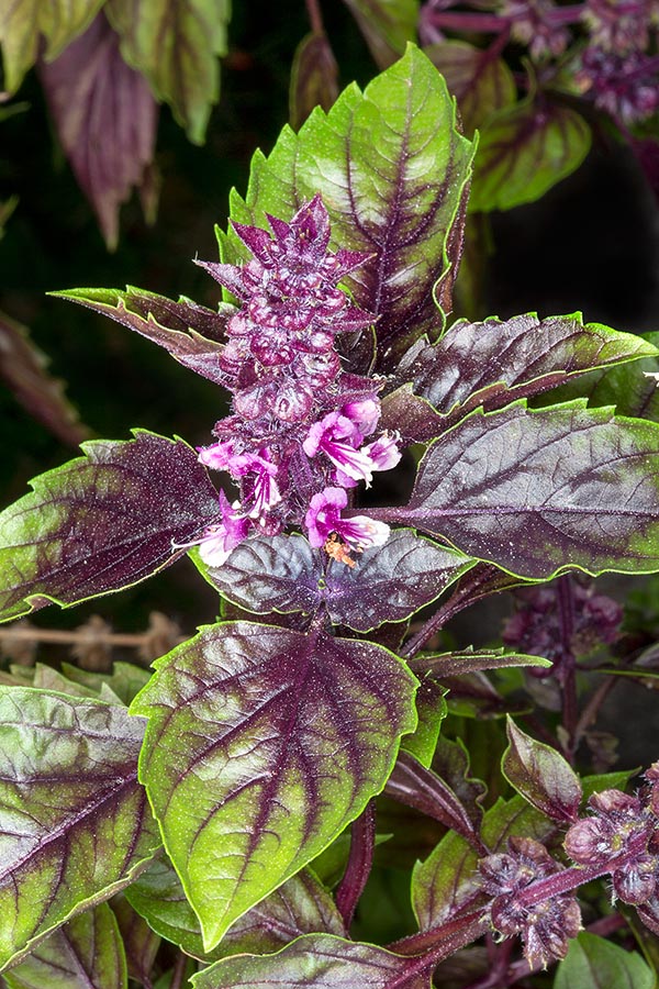 Così il basilico, che significa “degno di un re”, coltivato da millenni, è entrato nella vita umana, non solo in cucina ma per antichi riti sacri, credenze e virtù medicinali. Vanta oggi numerosi cultivar come questo insolito ‘Purple Ruffles’, con fiori rosa e foglie screziate di porpora dall'aroma piccante © Giuseppe Mazza