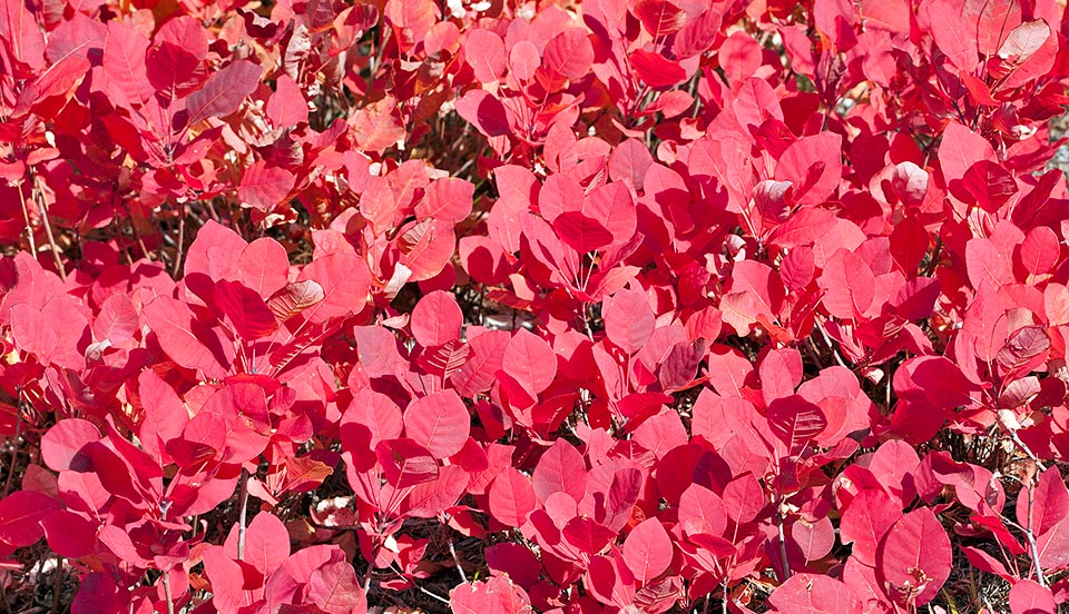 Horticultural varieties exist with more or less red leaves also in summer and spring plumes intense pink or purple. It has become an easy plant for all seasons © G. Mazza