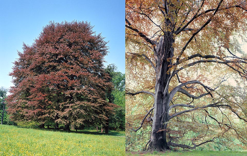 Estas no están en otoño, sino en primavera, como nos indica el colorido prado. Existen insólitas variedades de haya con el follaje rojizo o negruzco en plena vegetación © Giuseppe Mazza