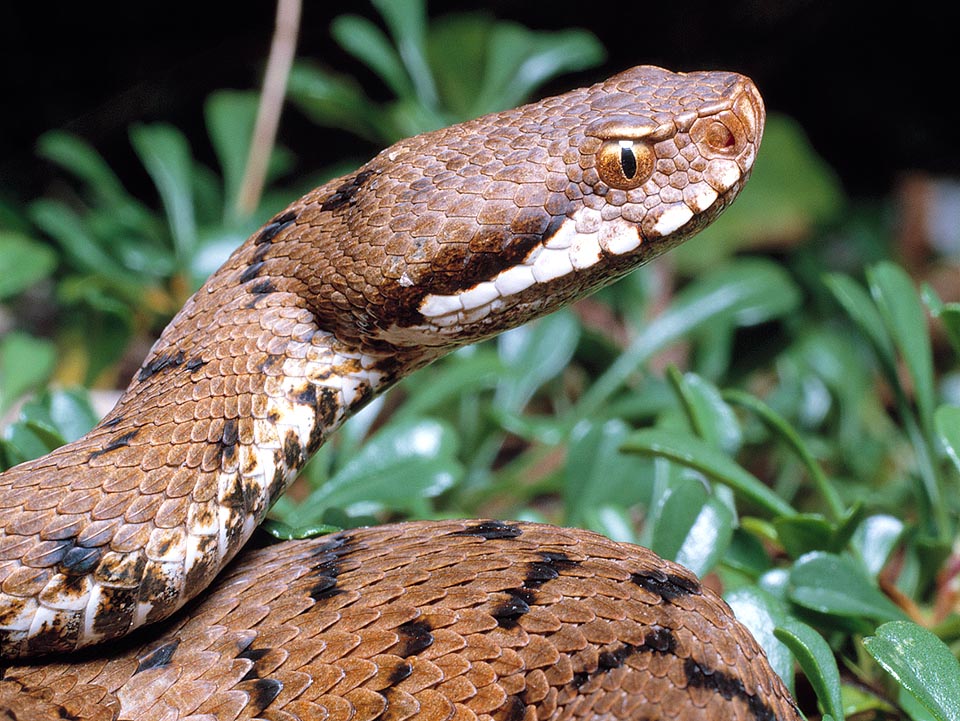 The head, basically triangular, is covered by small scales with the snout tip upturned. Gold bronze iris and vertical pupil © Giuseppe Mazza