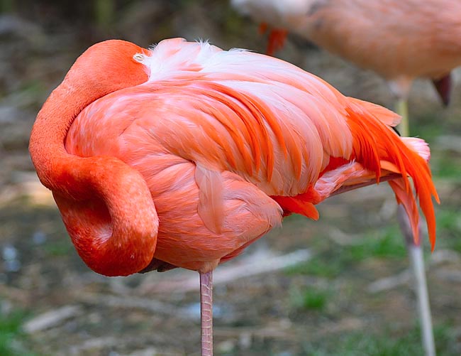 Phoenicopterus ruber, Phoenicopteridae, Fenicottero rosso