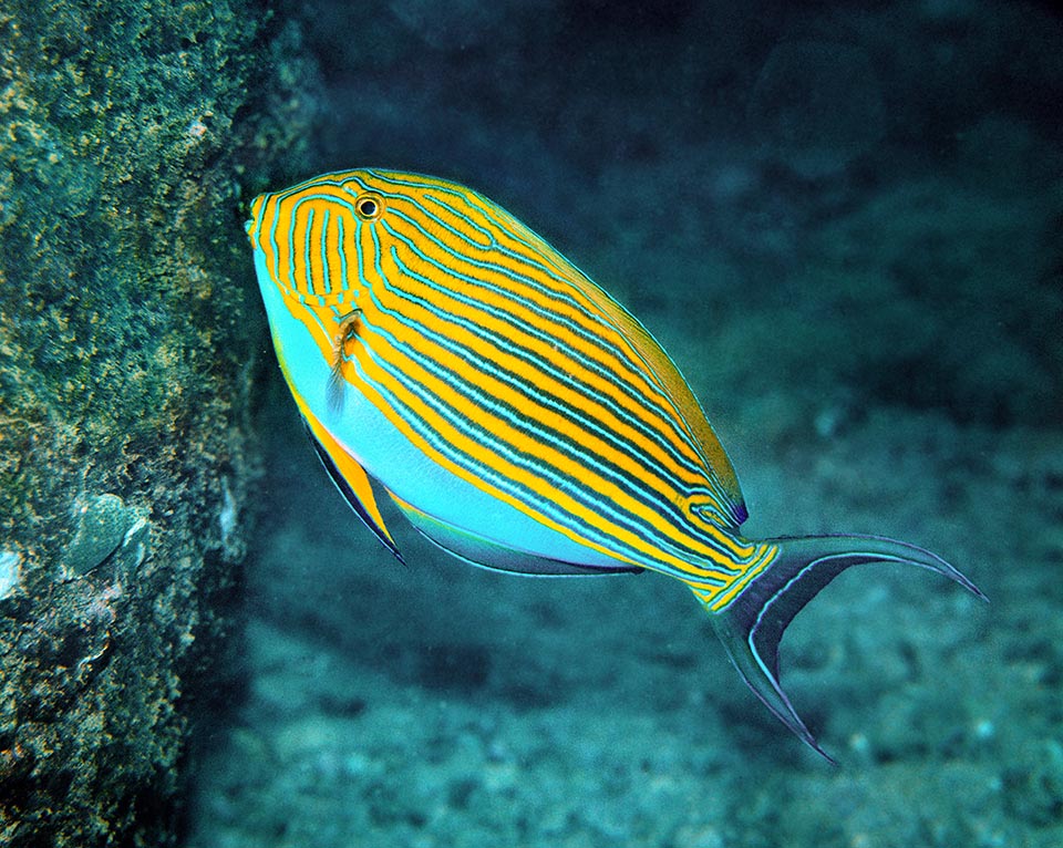 Acanthurus lineatus eats seaweeds and small crustaceans it finds among the fronds. It is not endangered, is little fished also because its flesh can aver toxic, under ciguatera risk 