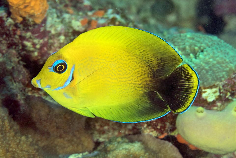 I giovani, all’inizio completamente gialli, passano attraverso tre colorazioni diverse. Acanthurus pyroferus non è una specie a rischio e si adatta anche al degrado dei reef