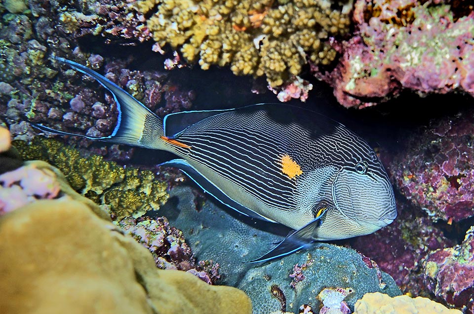 Majestic specimen. Fast swimmer knowing well how to extricate in the corals labyrinth, Red Sea clown surgeonfish is territorial and aggressive at times 