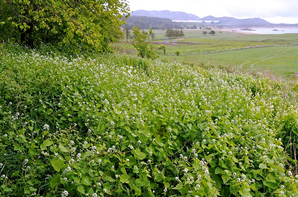 Medicinal properties of Alliaria petiolata.