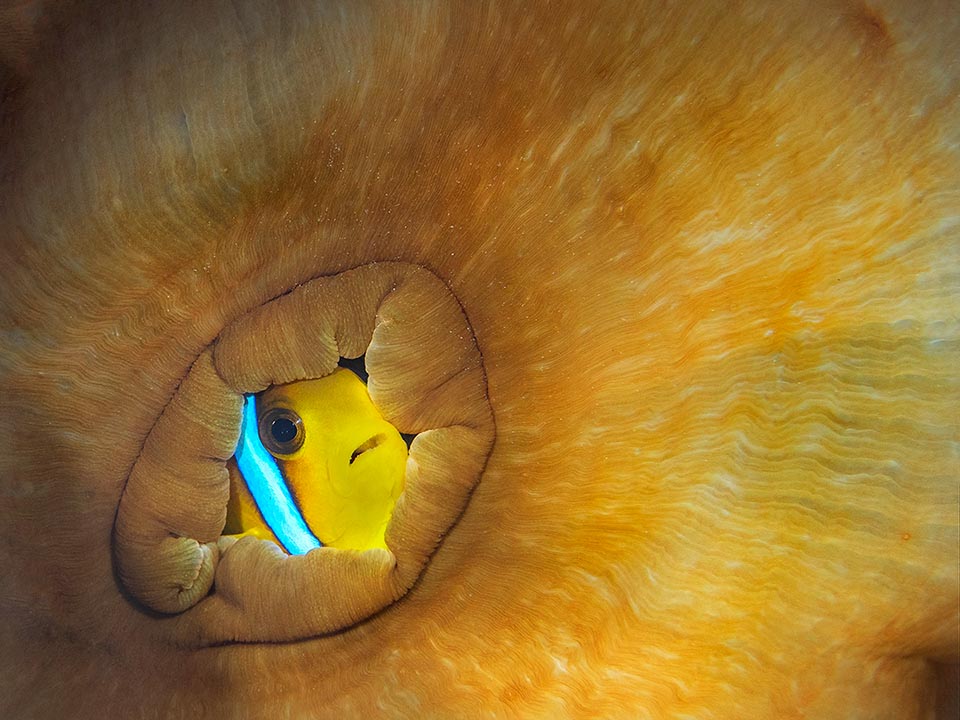 Un importun est passé et l'actinie s'est refermée sur elle-même en boule avec ses hôtes. Du trou d'ouverture apparaît alors un petit poisson pour voir si à l’extérieur tout est calme