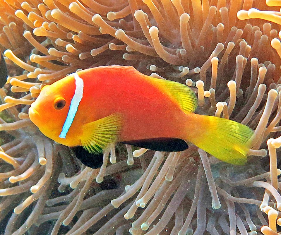 The clownfishes in exchange offer food leftovers. Here we see the black ventral and anal fins typical to the Maldivian, hence the specific "nigripes", that is black-footed 