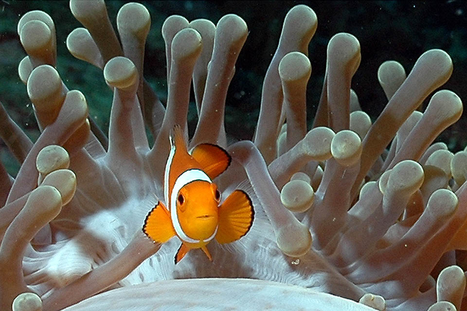 Noto come Falso pesce pagliaccio o Pesce pagliaccio ocellato, Amphiprion ocellaris ha incarnato il personaggio di Nemo nel celebre film d'animazione “Alla ricerca di Nemo"